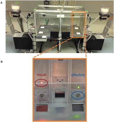 Automatic Intra-/Extra-Dimensional Attentional Set-Shifting Task in Adolescent Mice